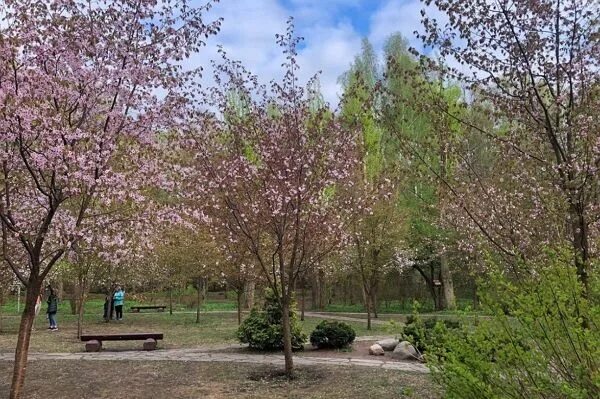 Сакура в дендропарке бирюлево. Сакура в бирюлево. Сакура в бирюлево. Сакура в бирюлево. Сакура в дендропарке бирюлево.