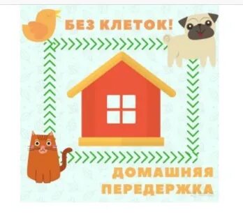 Домашняя передержка