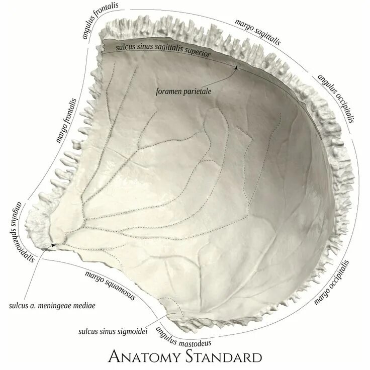 Sulcus sinus латынь