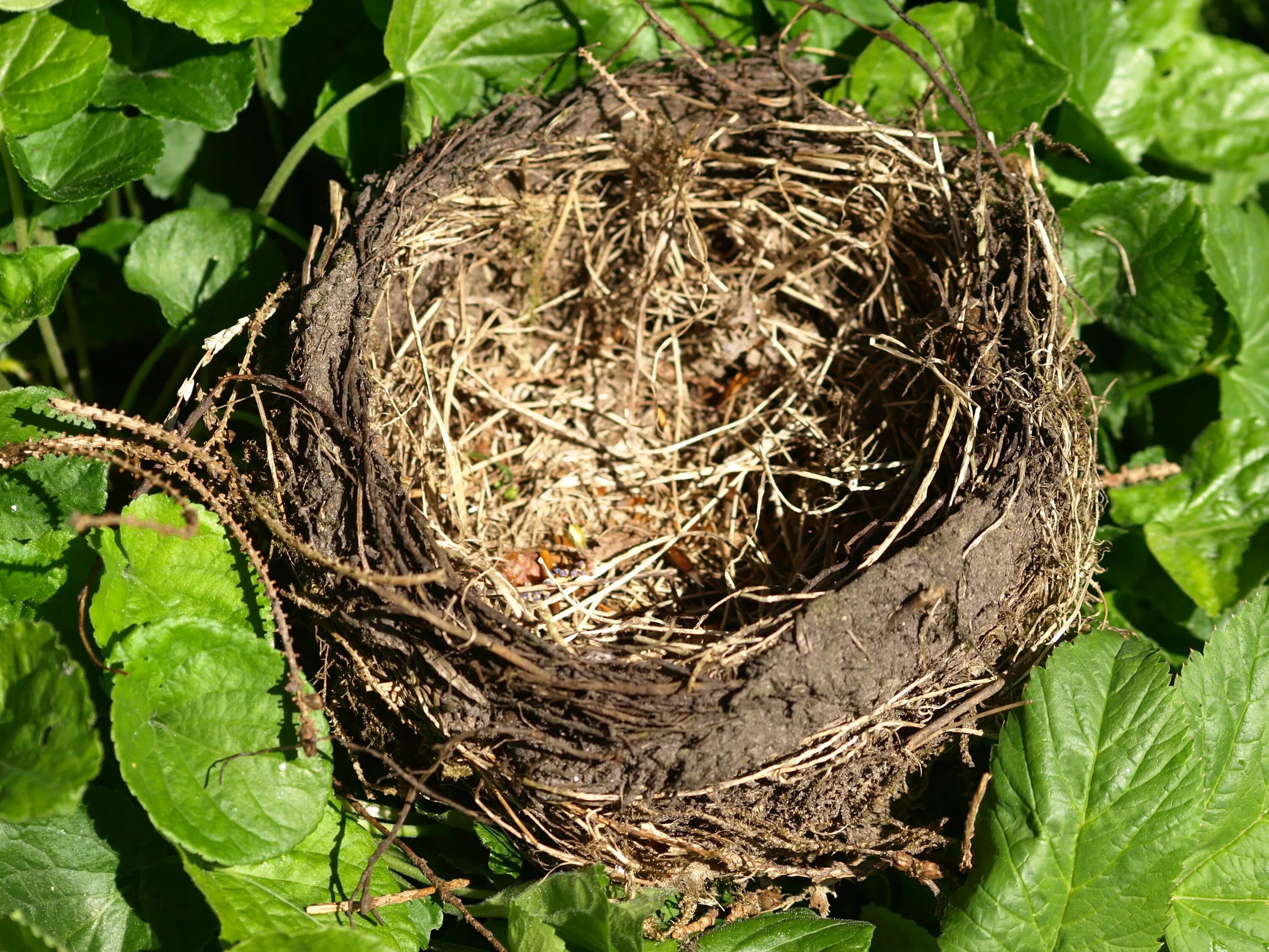 Plant nest. Чашеобразное гнездо. Полушаровидное гнёздо. Муравya Gnezdo. Птичье гнездо.
