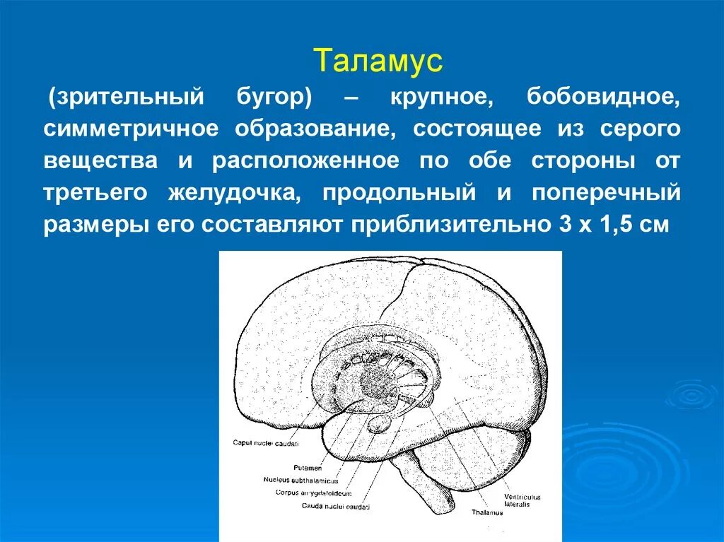 Функции таламуса промежуточного мозга. Зрительные Бугры анатомия ядер. Таламус анатомия. Функция таламуса в головном мозге. Промежуточный мозг таламус строение.