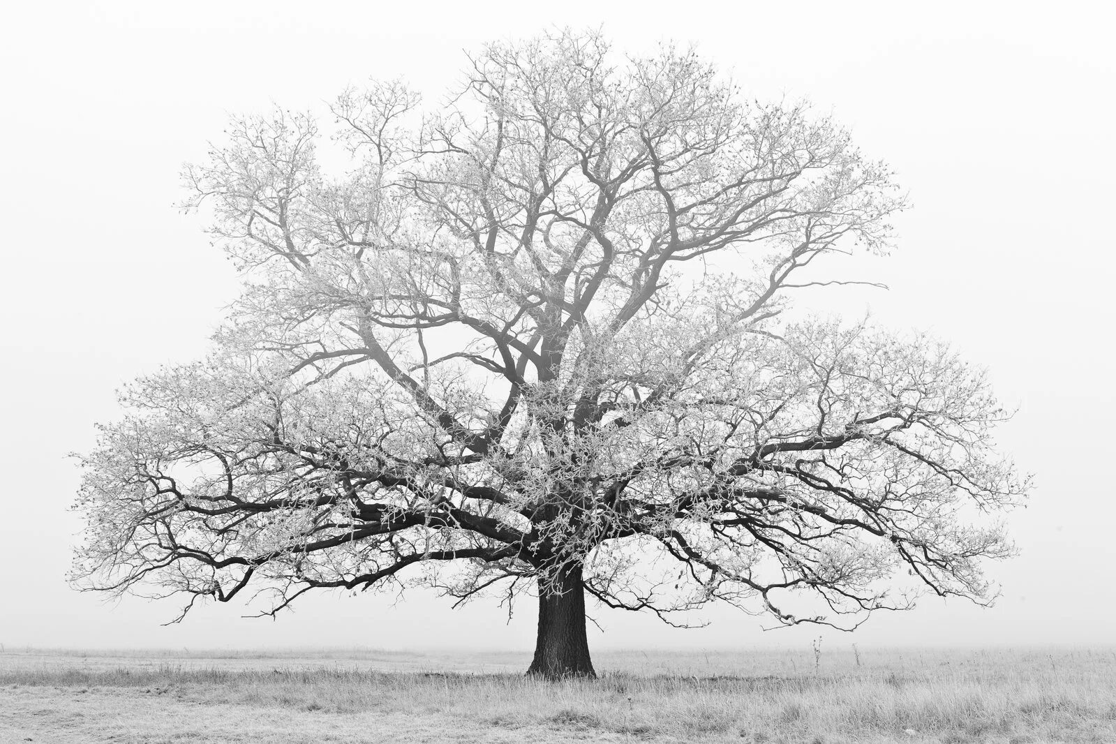 Зачем белые деревья. Ветвистое дерево. Красивое дерево. Могучее дерево. Дерево черно белое.
