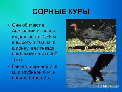 Что такое сорная курица