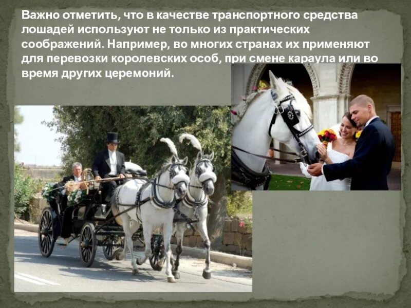 Для чего используют лошадей. Где используются лошади. как используется лошади человеком. где еще используются лошади как транспорт. где используются лошади картинка.