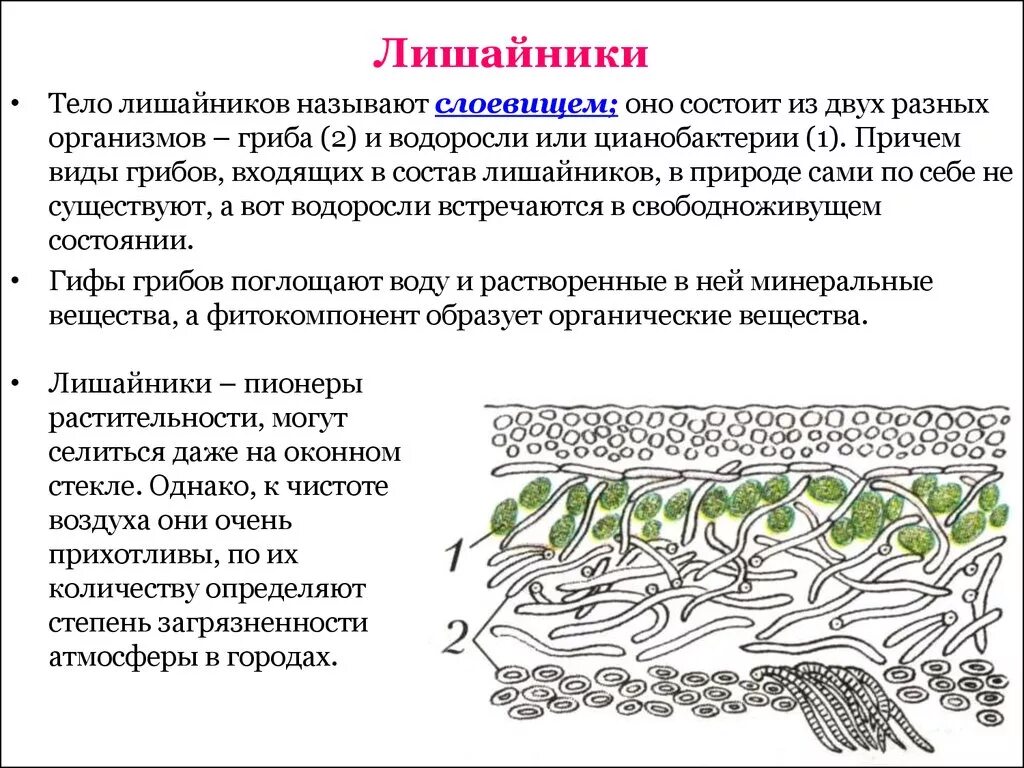 Лишайники биология строение. Строение лишайников 7 класс биология. Лишайники строение характеристики. Строение лишайника ЕГЭ. Строение лишайника ЕГЭ биология.