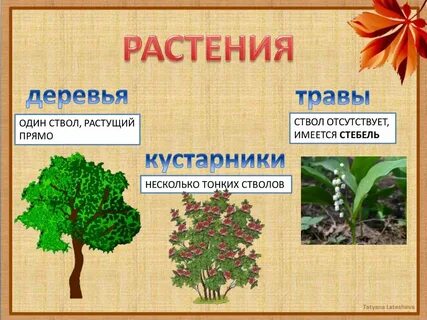 Растительный мир деревья кустарники травы