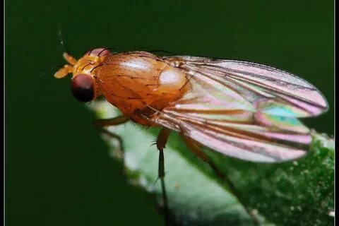 Fruit fly