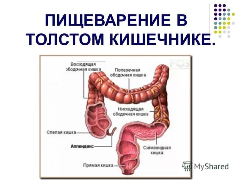 Толстая кишка пищеварительные железы