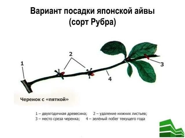Как размножить айву