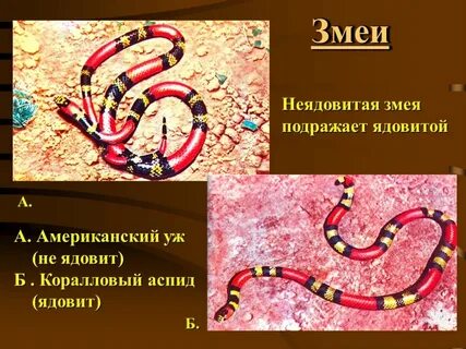 Как отличить ядовитых змей от неядовитых