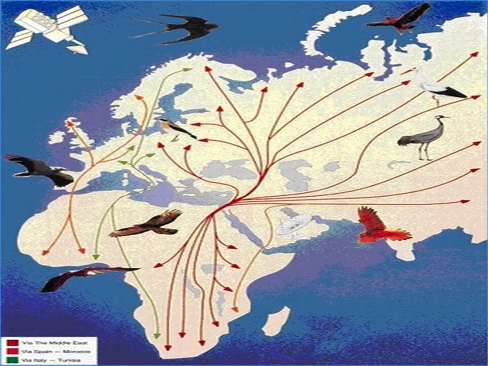 Рисунок расселения. Пути миграции перелетных птиц. Маршруты миграции птиц. Миграция птиц схема.