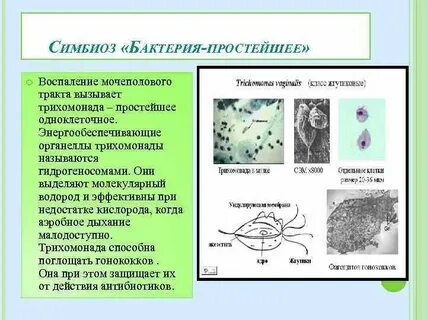 Симбиоз бактерий примеры