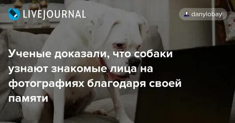 Как понять что собака умирает