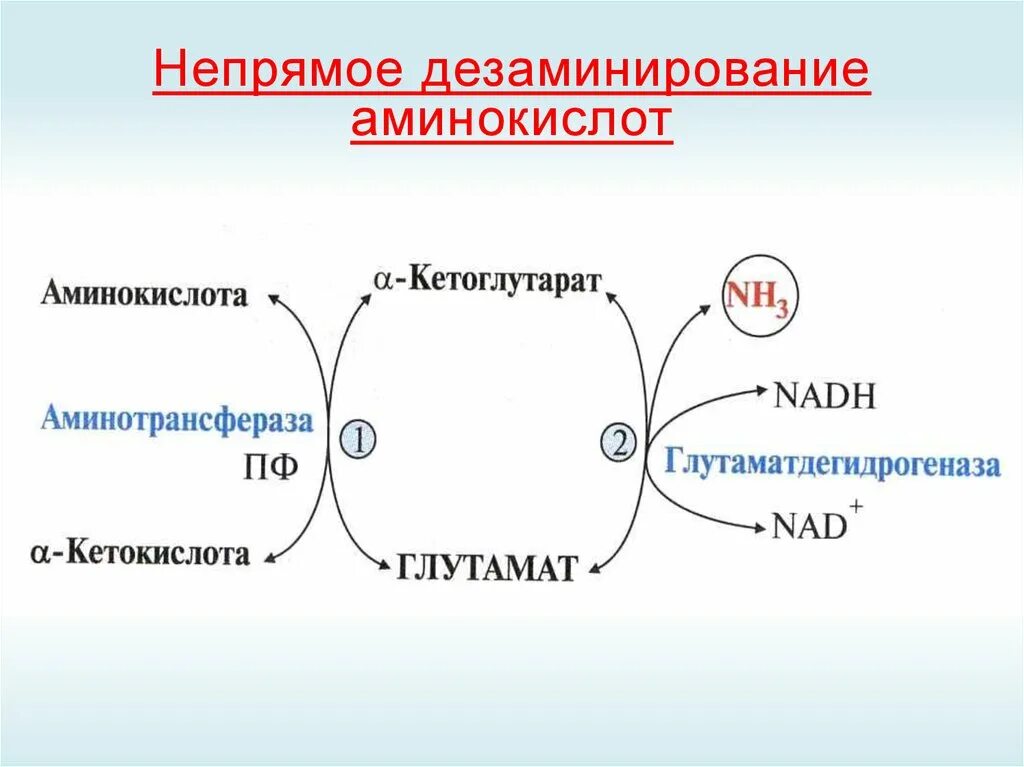 Непрямое окислительное дезаминирование. Непрямое дезаминирование глутамата. Непрямое дезаминирование реакции. Реакции непрямого окислительного дезаминирования аминокислот. Непрямое неокислительное дезаминирование в мышцах.