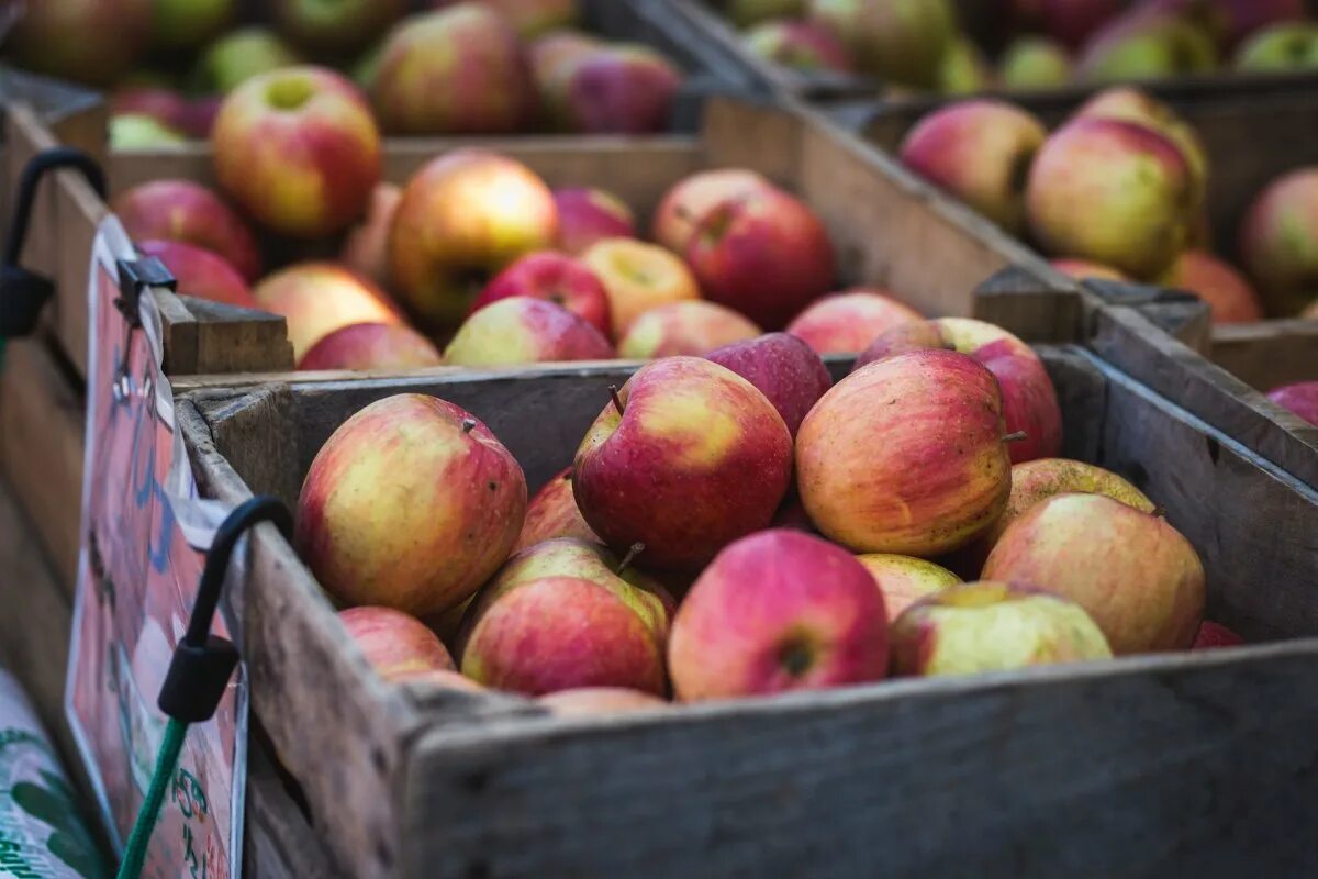 Apple poland