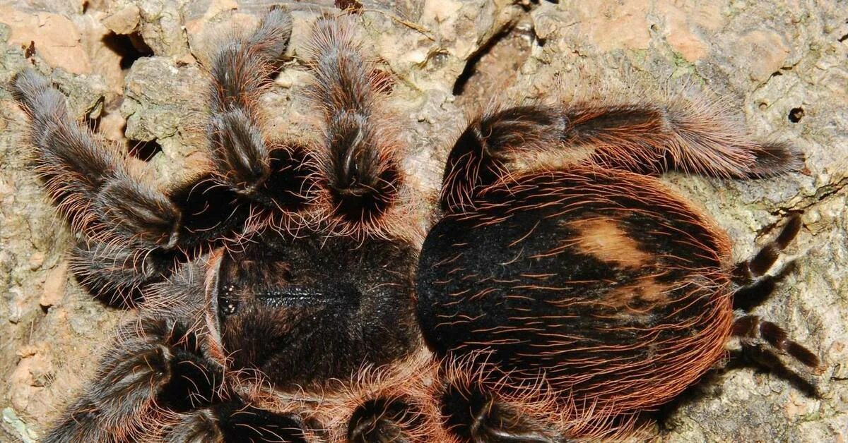 Паук птицеед содержание. Паук brachypelma albopilosum. брахипельма альбопилосум. паук-птицеед брахипельма альбопилозум. паук брахипельма альба.