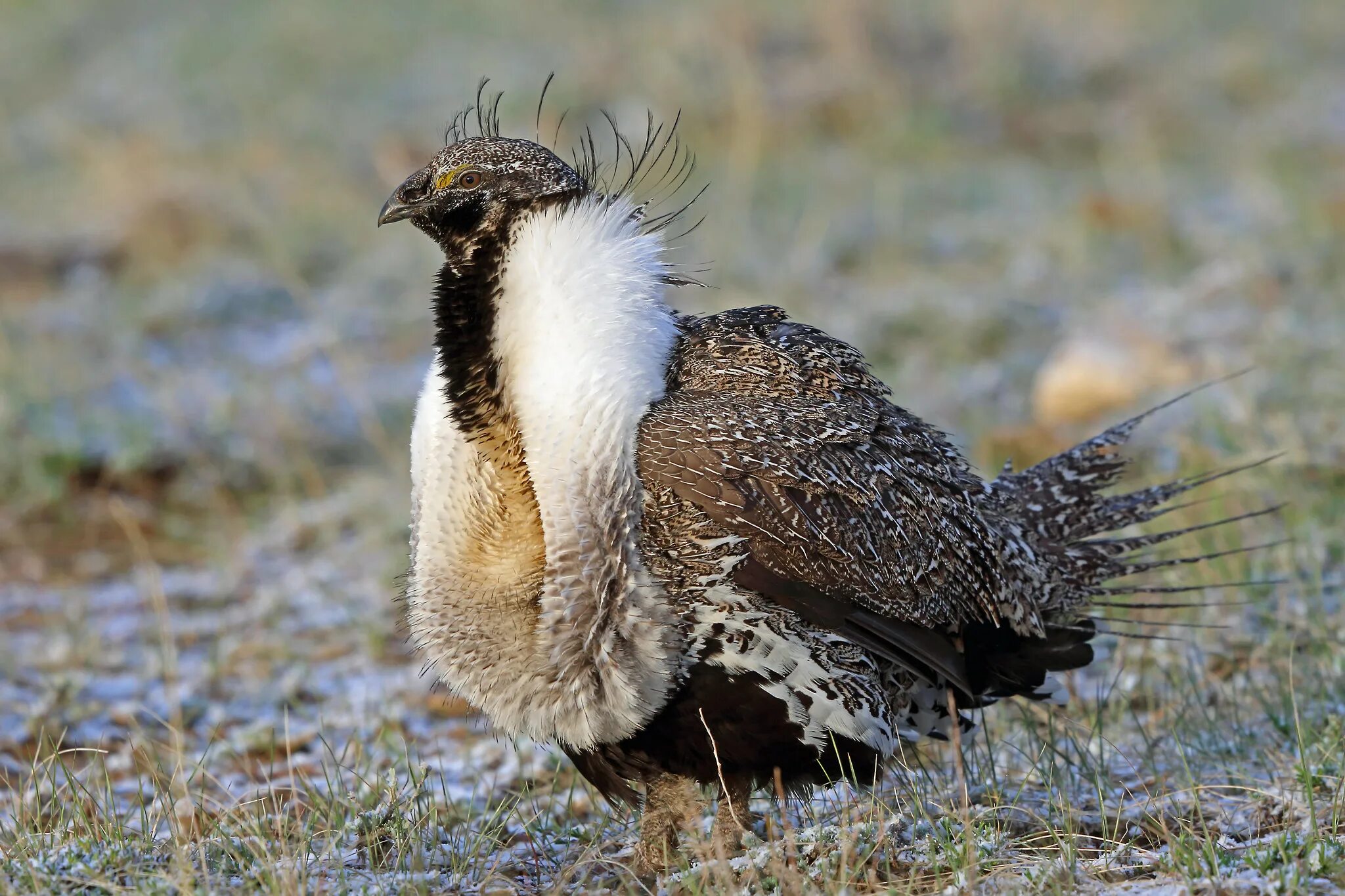 Птица шалфейный тетерев. Полынный (шалфейный) тетерев. Полынный (шалфейный) тетерев. Тетерев шалфейный (centrocercus urophasianus). Шалфейный тетерев самка.