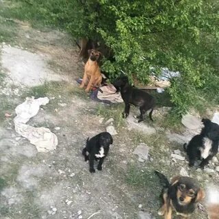 Щенки в новороссийске