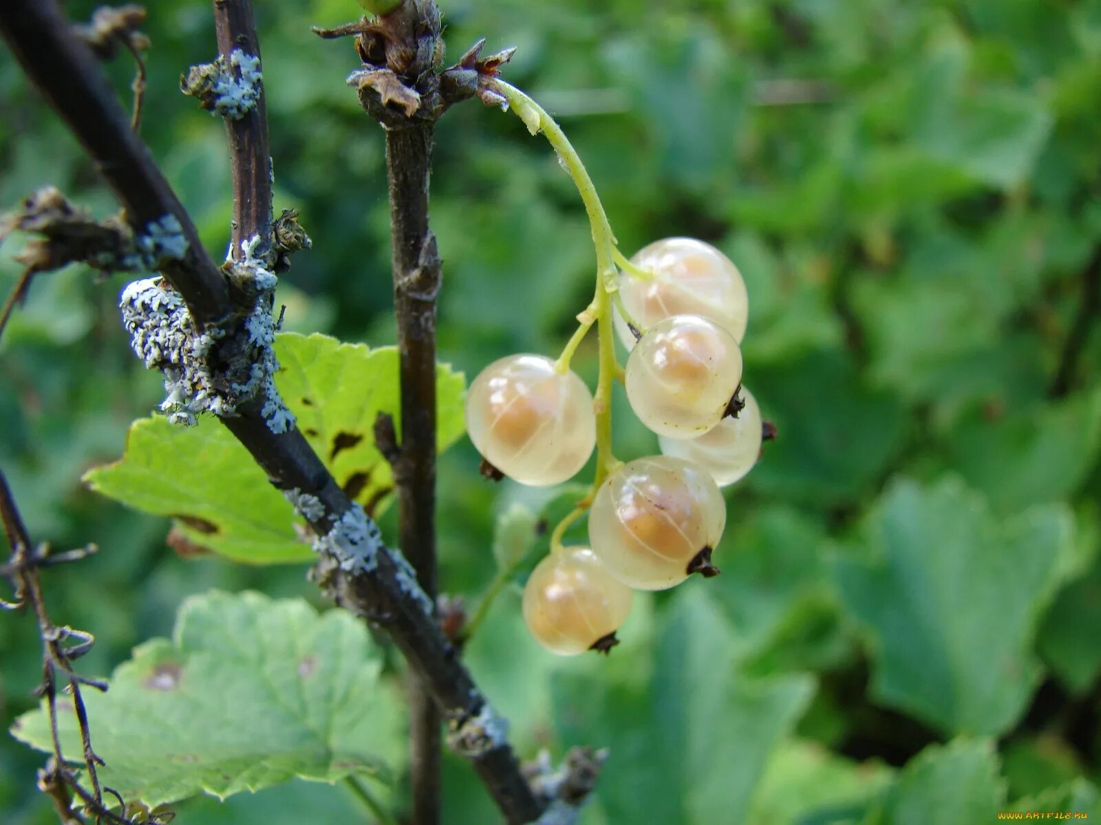 Смородина латынь. Смородина Вердавия. Смородина белая (ribes niveum). Смородина белая 'голландская белая'. Смородина белая Виксне белая.