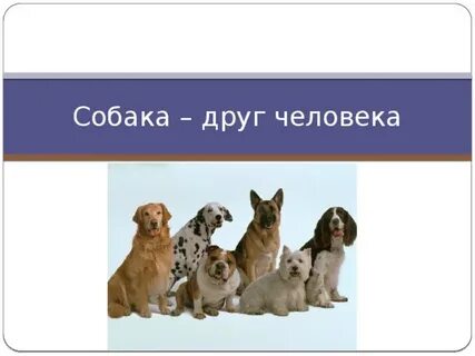 Мир про собак