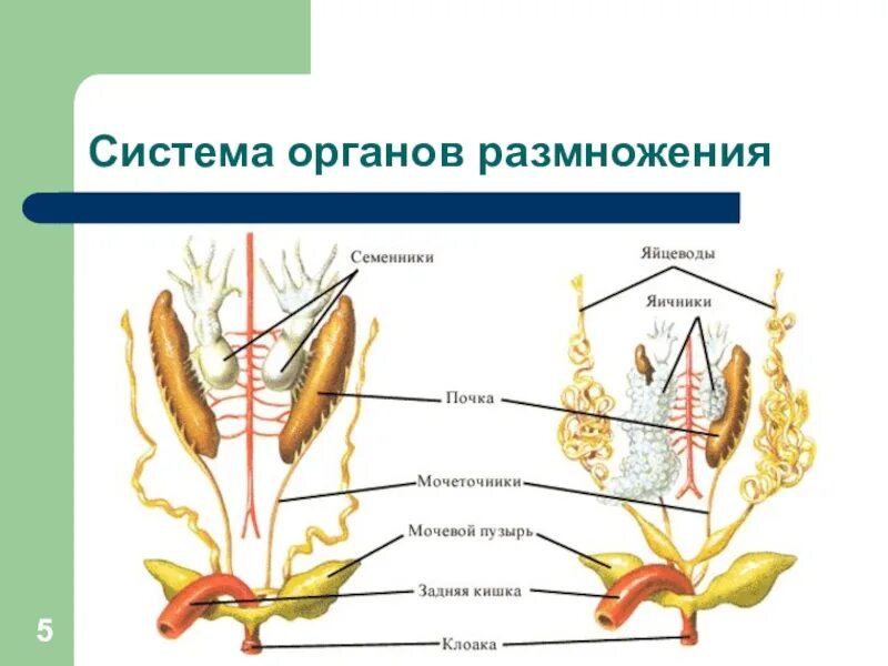 Охарактеризуйте особенности строения органов размножения птиц. Строение выделительной системы земноводных. Туловищные почки у пресмыкающихся. Органы выделительной системы у земноводных. Туловищные почки у лягушки.