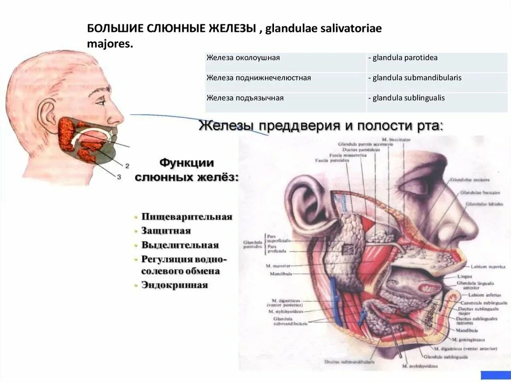 Строение и функции желез полости рта. Строение ротовой полости слюнные железы. Функции слюнных желез анатомия. Слюнные железы строение расположение функции. Околоушная железа строение