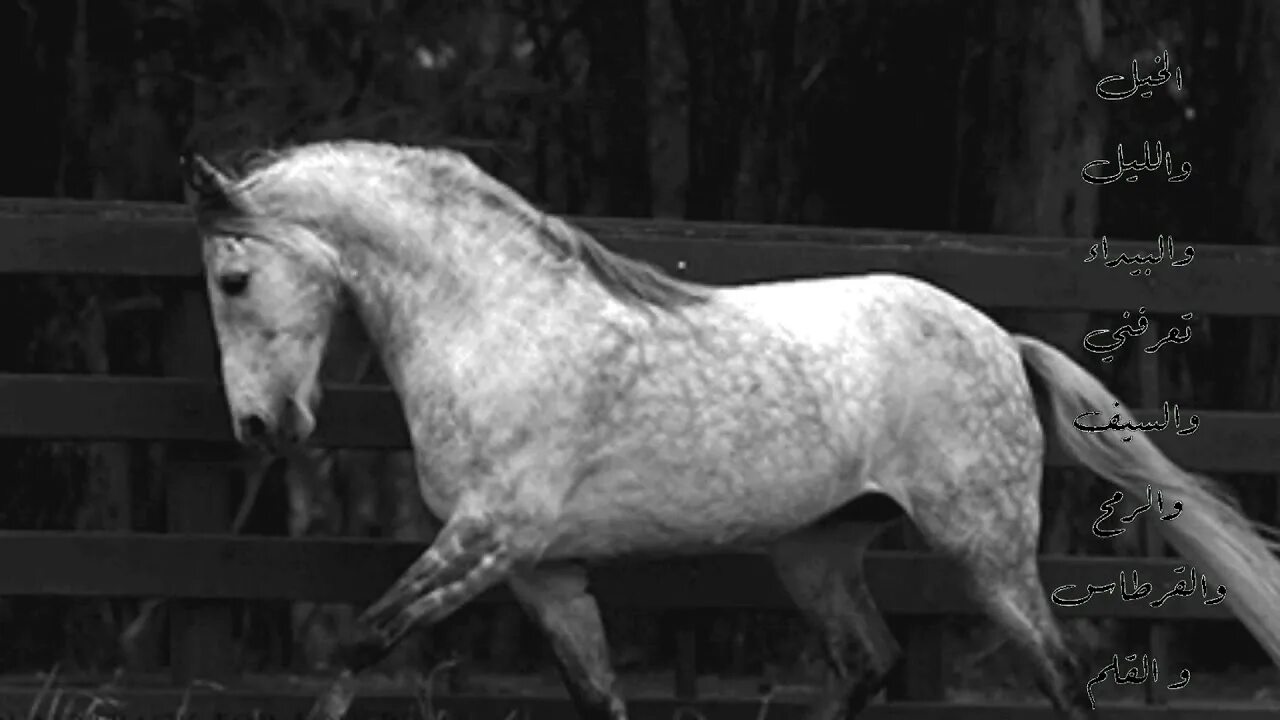 Гифки лошади красивые. Horse gif. Лошадь гифка. Horse gif. Horse gif.
