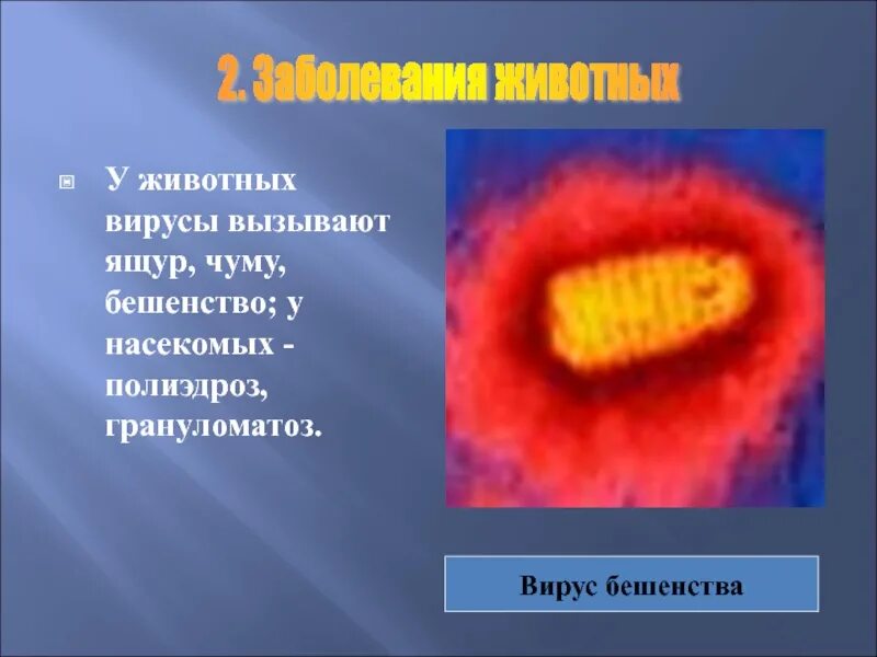 Подготовить сообщение вирусы. Вирусы 5 класс. вирусы доклад.