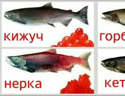 Отличие кеты