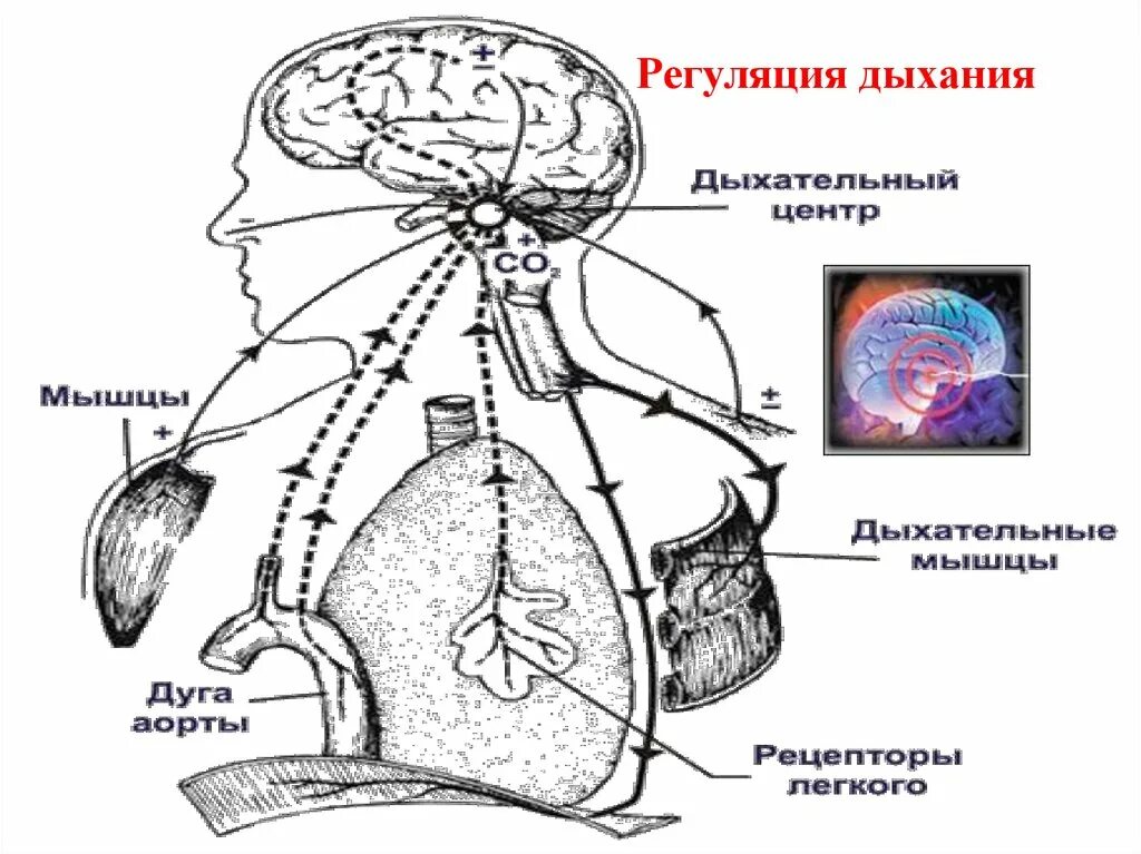 Рефлекторная регуляция дыхания схема. Условно-рефлекторная регуляция дыхания физиология. Регуляция внешнего дыхания схема. Нервная регуляция дыхания рефлекторная дуга.