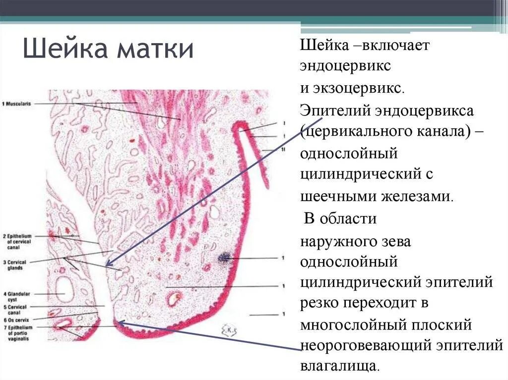 Полость матки эпителий. Эпителий слизистой оболочки матки. Полость матки эпителий. Эндоневрий. Полость матки эпителий.
