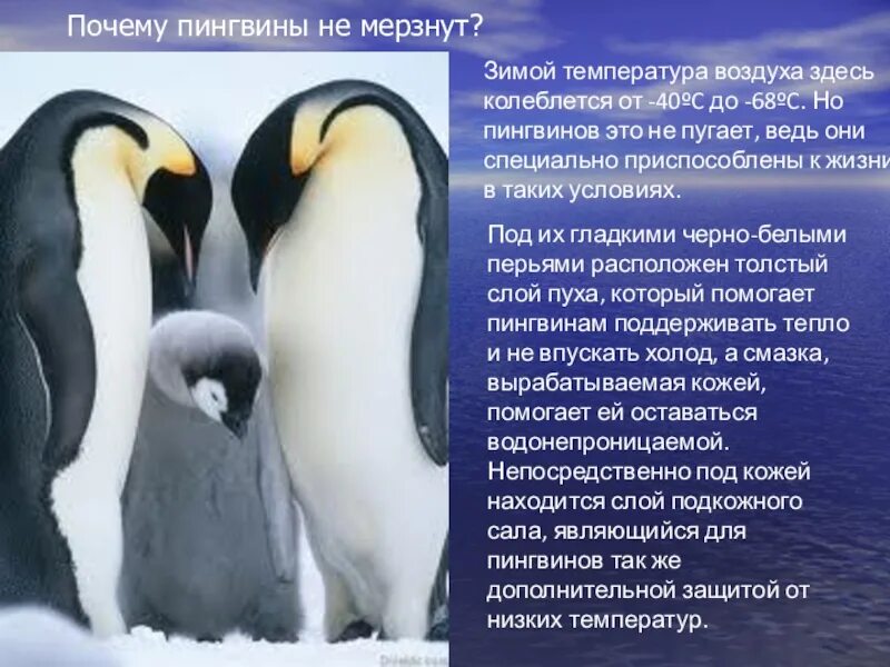 Почему пингвин. Пингвины не мерзнут. пингвин для детей. пингвины мерзнут. стихотворение про пингвина.