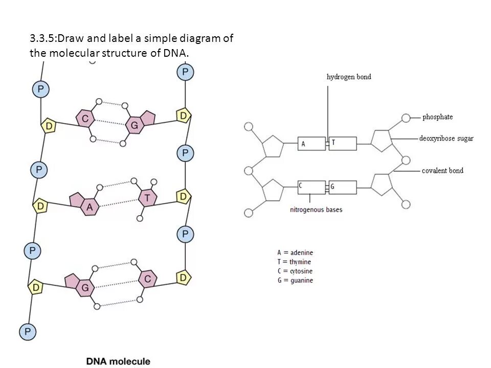 Simple diagrams. Structure of RNA molecule. DNA molecule structure. DNA Molecular structure. DNA structure diagram.