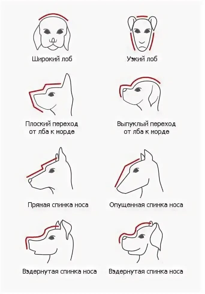 Типы голов собак. Клинообразная форма головы у собак. скуластая форма головы у собаки. типы морд у собак. форма морды у собак.