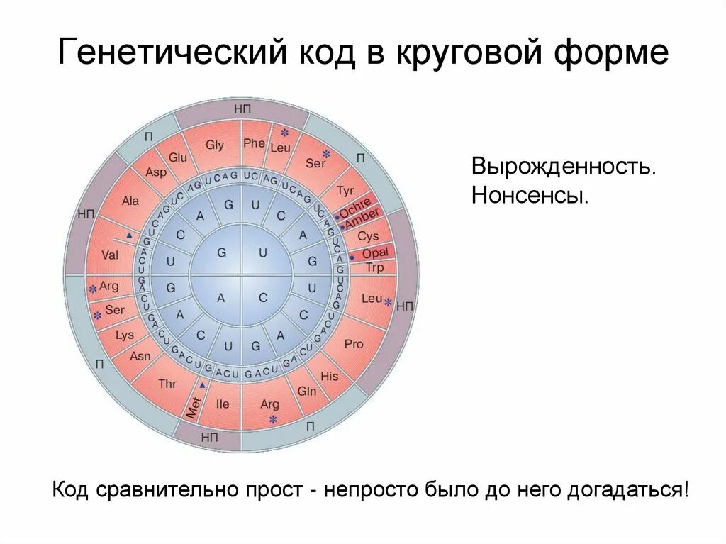 Длина генетического кода. Генетический код. Генетический код это в биологии. Генетический код круговая. Определение генетического кода.