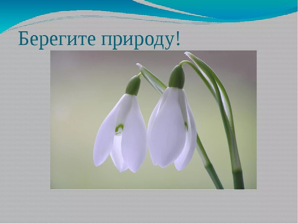 Подснежник для дошкольников. Загадка про Подснежник. Стихотворение Подснежник. Загадка про подснежник для детей