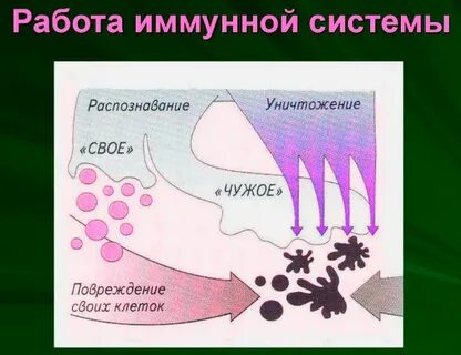 Иммунитет проект 7 класс