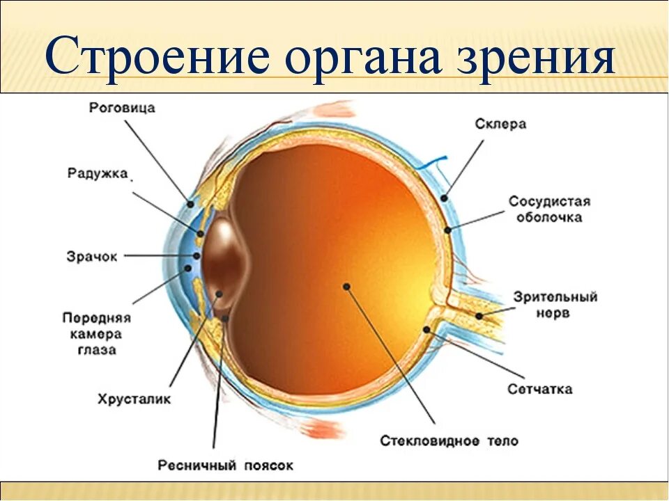 Строение глаза роговица радужка. Строение глазного анализатора. Строение оптического аппарата зрительного анализатора. Внутренняя оболочка глаза сетчатка. За зрачком в органе зрения человека находится