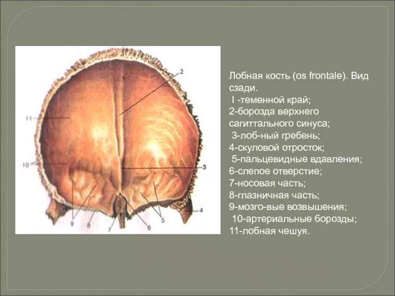 Теменная кость находится. Лобная кость os frontale. Лобная кость слепое отверстие. Лобная кость черепа человека. Борозда верхнего сагиттального синуса лобной кости.