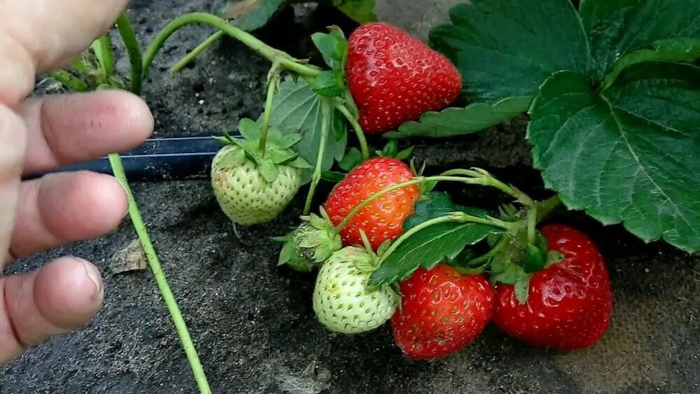 Клубника устойчивая к болезням и вредителям. Земляника садовая купчиха. Клубника устойчивая к болезням и вредителям. Сорта клубники для средней полосы. Клубника вима занта описание сорта.