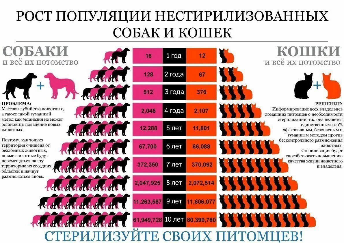 Статистика нападений собак. Рост популяции нестерилизованных собак и кошек. Рост популяции бездомных кошек и собак. Рост популяции кошек. Важность стерилизации животных.