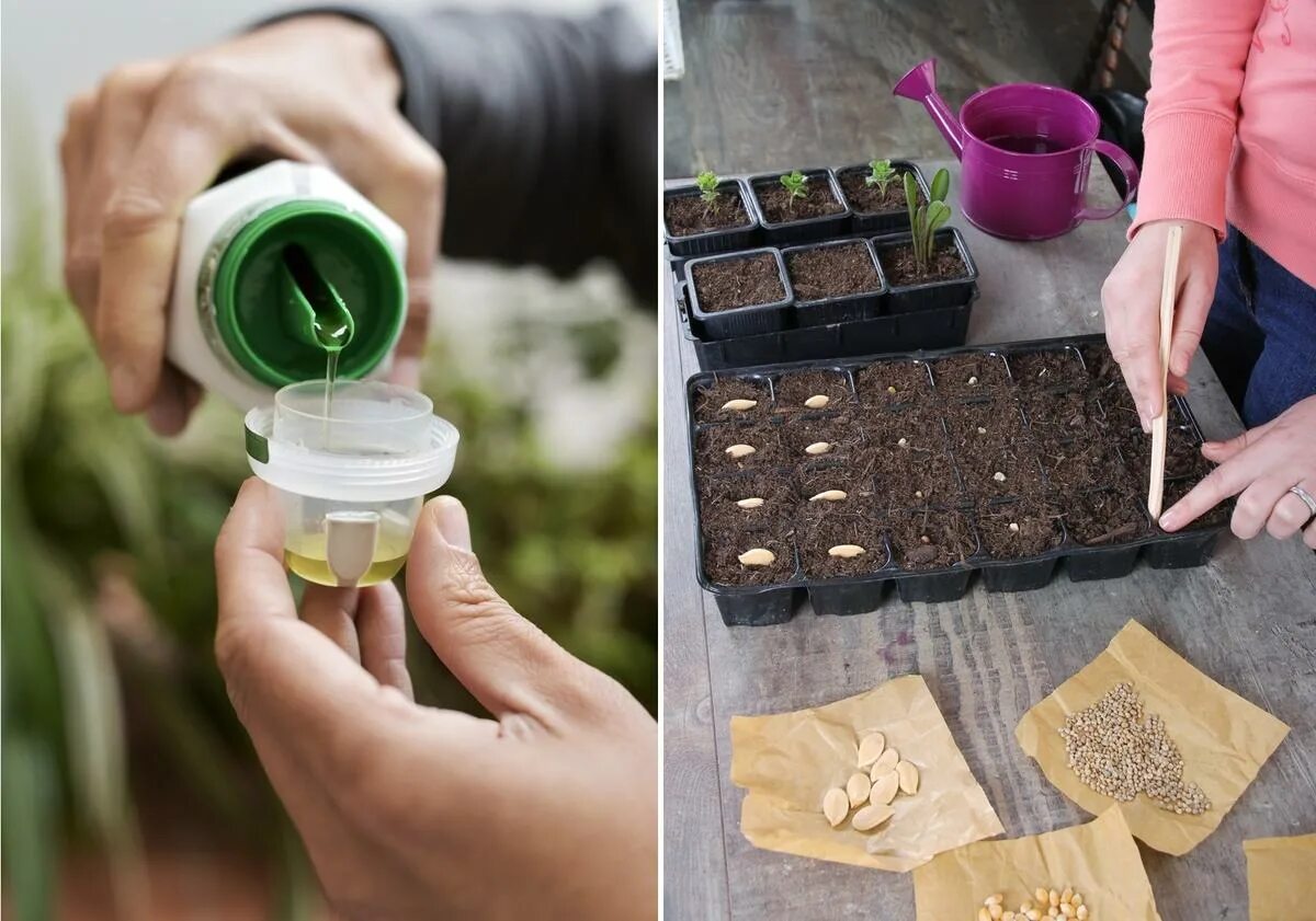 Подготовка семян к посеву. Замачивание семян. Технология подготовки семян к посеву. Подготовка семян к посеву на рассаду. Подготовка семян к посеву.