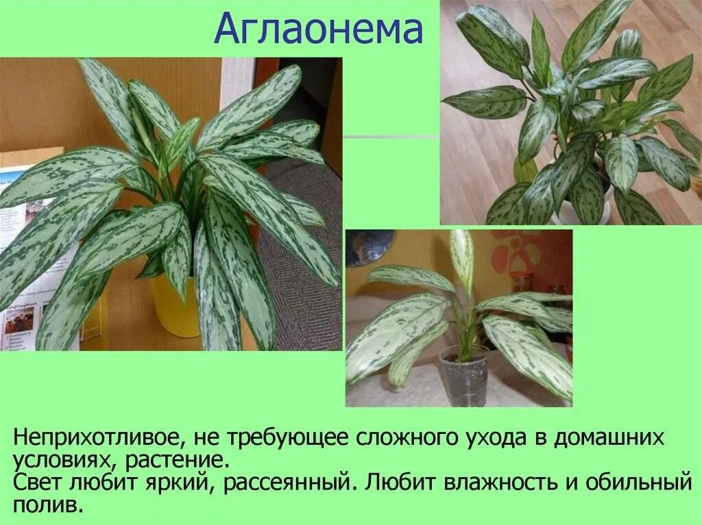 Аглаонема описание и уход. Паспорт аглаонема. Аглаонема. Аглаонема модестум. Аглаонема стыдливая.