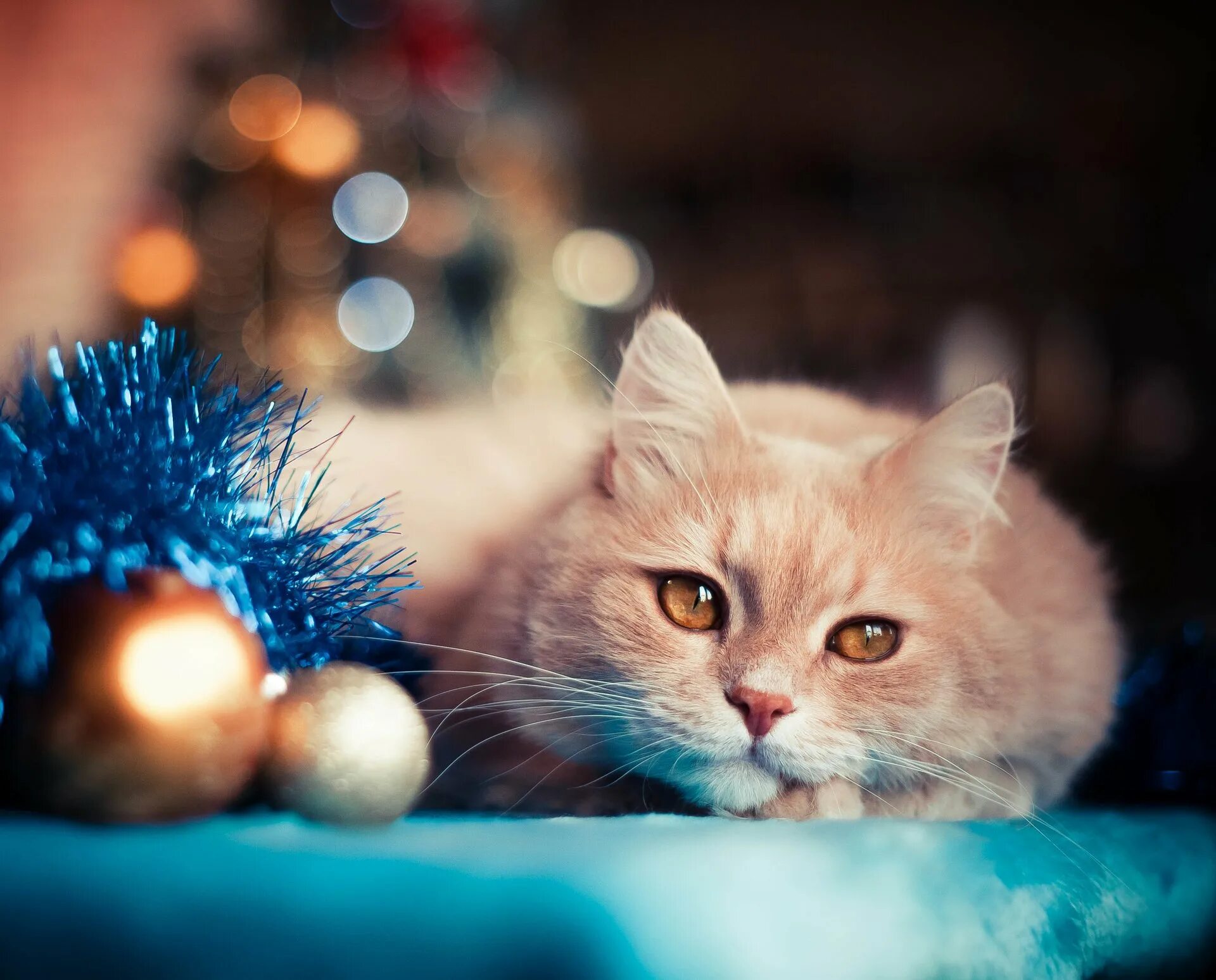 Кошечка последний. Новогодний котик. Кот новый год. Новогодние коты на рабочий стол. Красивые новогодние коты.