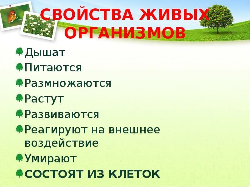 Почему растения живые организмы. Свойства не живых организмов. Свойства живого. Растения живые существа. Почему растения живые.