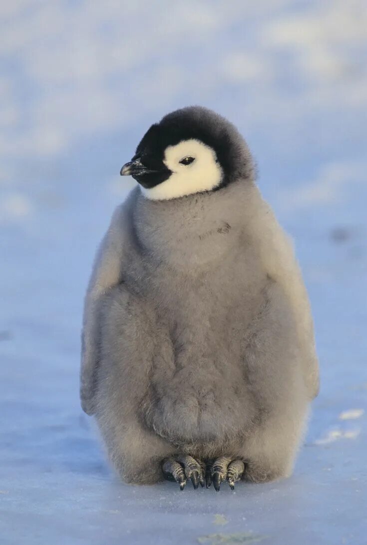 Pin by snowmoon on Animals etc Baby penguins, Penguins funny, Penguins