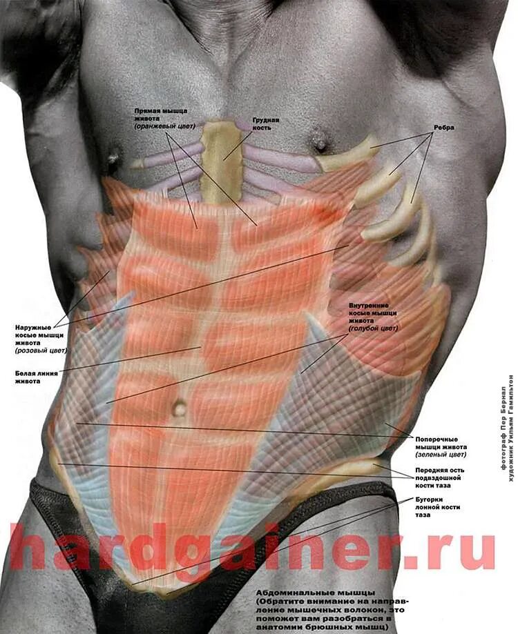 Сильно болит пресс. Мышцы пресса. Пресс мышцы живота. Мышцы пресса названия. Мышцы пресса анатомия у мужчин.