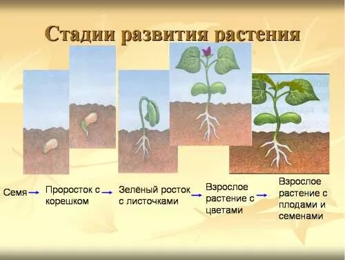 Этапы развития растений. Стадии развития растений. Этапы роста растений. Развитие растений для детей.