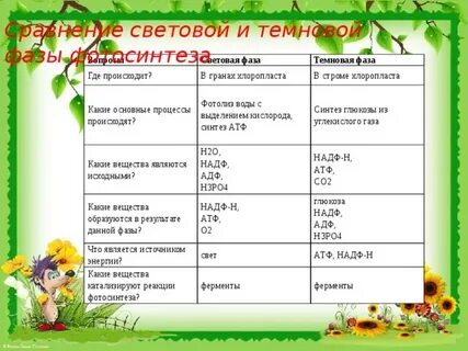 Заполните таблицу условия необходимые для фотосинтеза