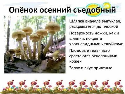 Опенок осенний тип питания